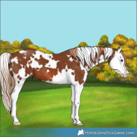 Horse Color:White Spotted Chestnut Splash