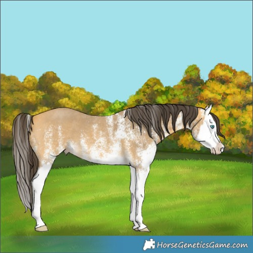 Horse Color:White Spotted Buckskin Splash 