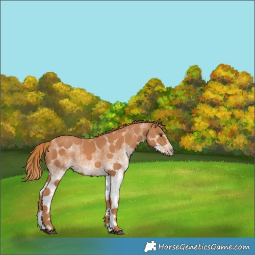 Horse Color:White Spotted Chestnut Rabicano