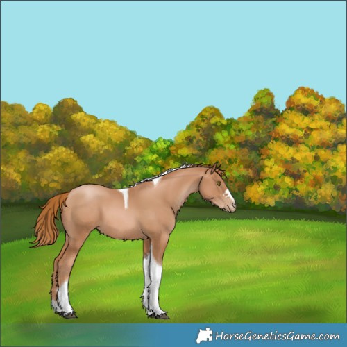 Horse Color:Chestnut Pearl Tobiano