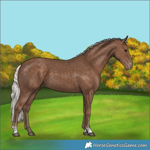 Horse Color:Silver Black Skewed Appaloosa