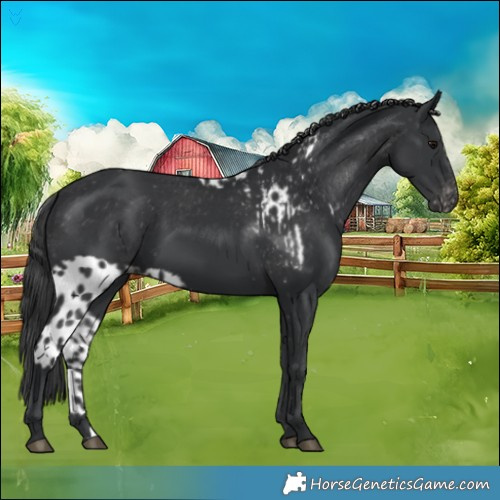 Horse Color:Black Skewed Appaloosa 