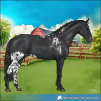 Horse Color:Black Skewed Appaloosa 