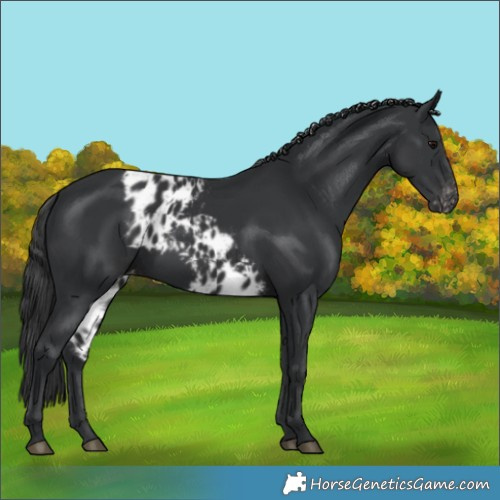 Horse Color:Black Skewed Appaloosa 