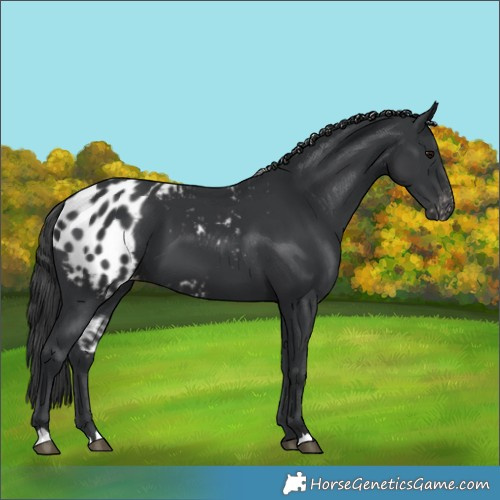 Horse Color:Black Skewed Appaloosa