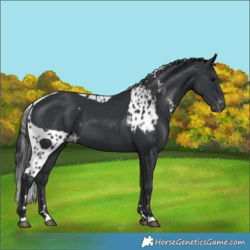 Horse Color:Black Skewed Appaloosa