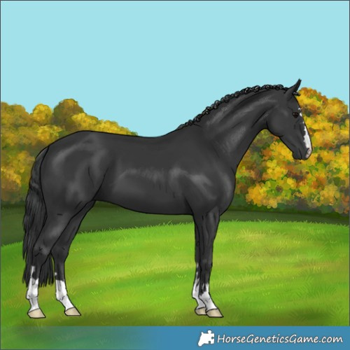 Horse Color:Black 