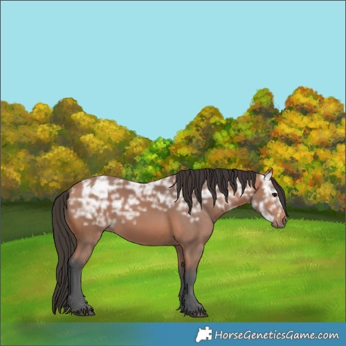 Horse Color:Bay Ice Rabicano 