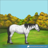 Horse Color:Blue Ice Roan Rabicano 