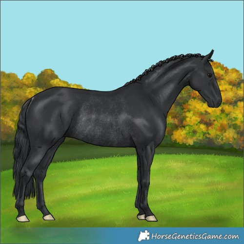 Horse Color:Black Rabicano 