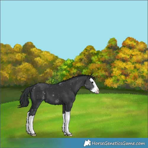 Horse Color:Black Splash