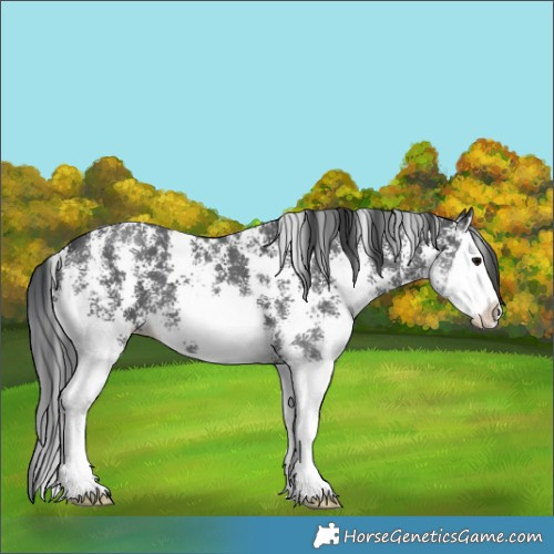 Horse Color:Black Sabino Splash 
