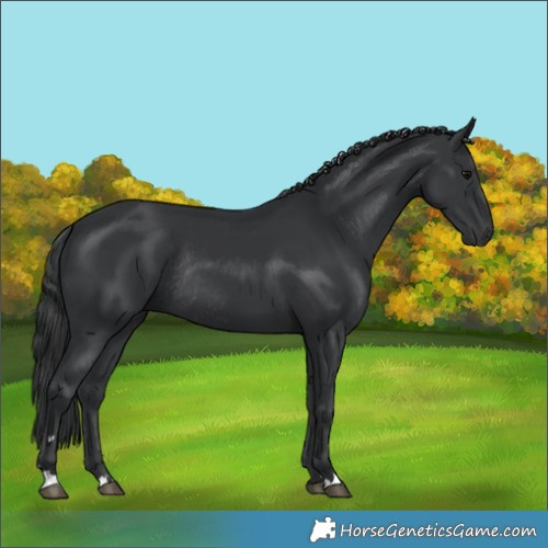 Horse Color:Black Rabicano