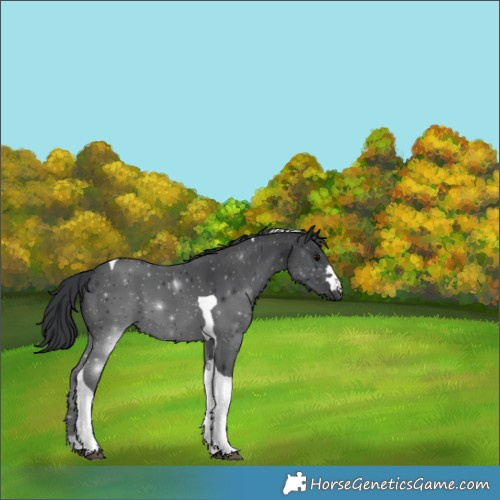 Horse Color:Black Tobiano