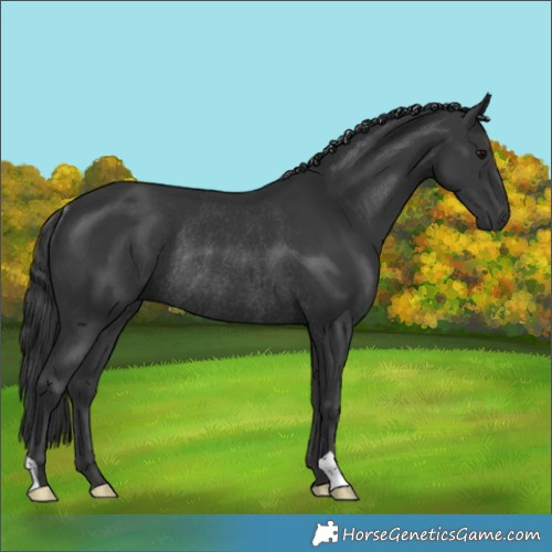 Horse Color:Black Rabicano 