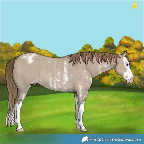 Horse Color:Liver Red Dun Sabino Splash Appaloosa Rabicano 