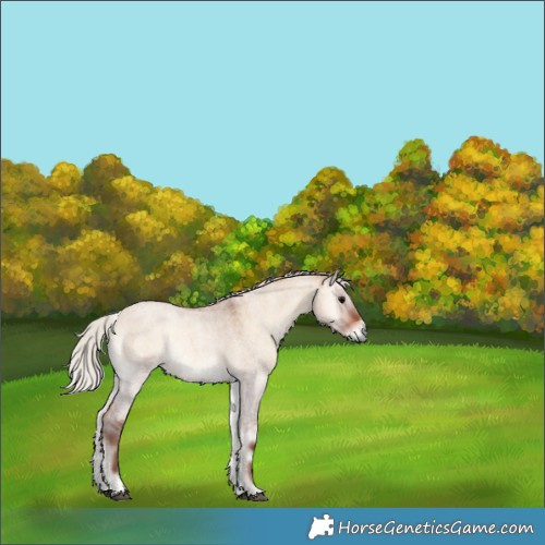 Horse Color:Silver Bay Roan Onyx 