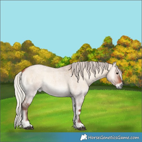 Horse Color:Silver Bay Roan Onyx