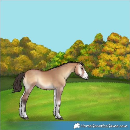 Horse Color:Bay Onyx 