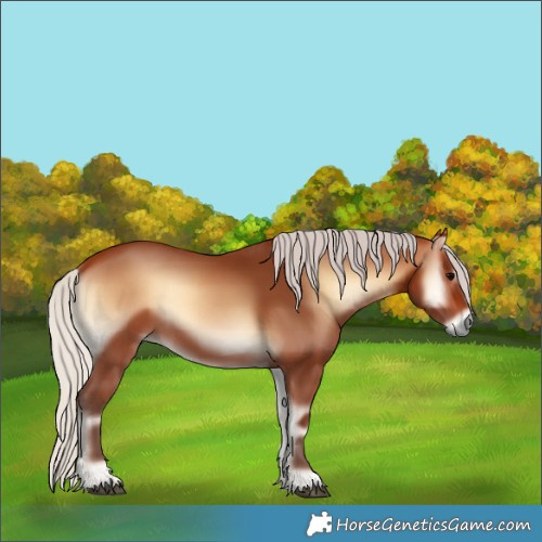 Horse Color:Silver Bay Onyx Rabicano 