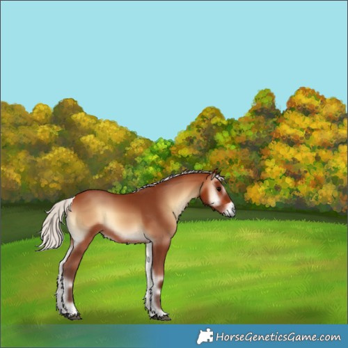 Horse Color:Silver Bay Onyx Rabicano 