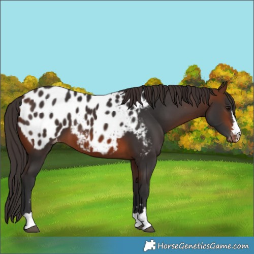 Horse Color:Brown Appaloosa 
