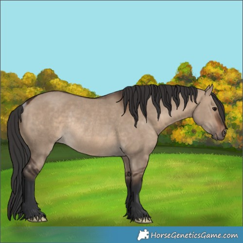 Horse Color:Brown Dun Rabicano