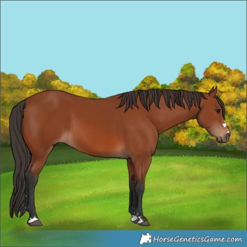 Horse Color:Bay 