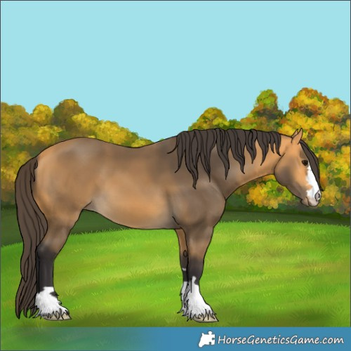 Horse Color:Buckskin 
