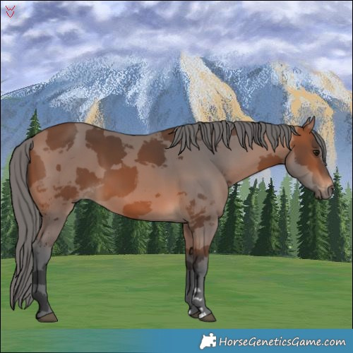 Horse Color:Bay Merle 