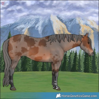 Horse Color:Bay Merle 