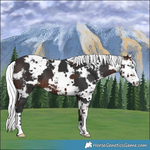 Horse Color:Brown Harlequin Merle 