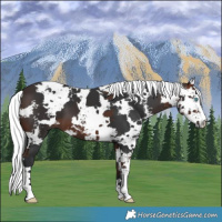 Horse Color:Brown Harlequin Merle 