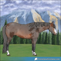 Horse Color:Brown Merle Rabicano 