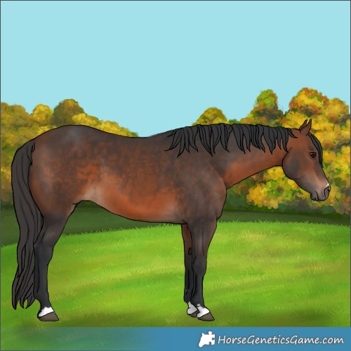 Horse Color:Brown 