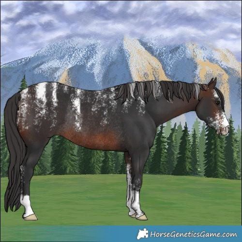 Horse Color:Powder White Brown Rabicano 