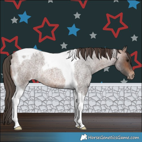 Horse Color:Brown Roan Tobiano Varnish Rabicano 