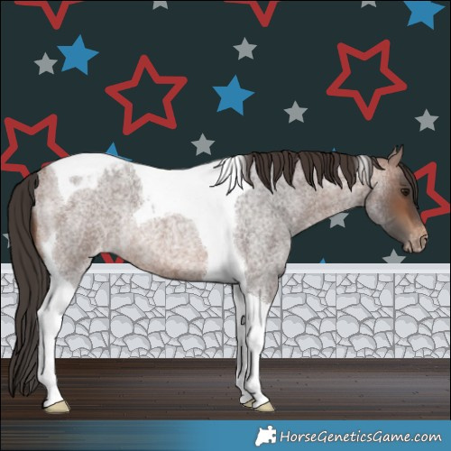 Horse Color:Brown Roan Tobiano Appaloosa Rabicano 