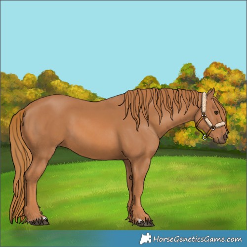 Horse Color:Chestnut  and Chestnut 