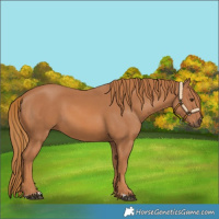 Horse Color:Chestnut  and Chestnut 