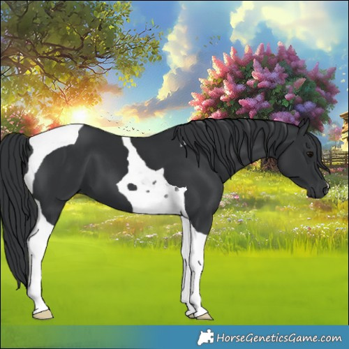 Horse Color:Black Tobiano 