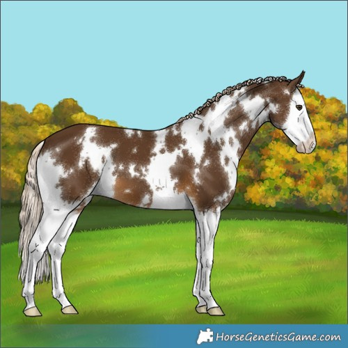 Horse Color:White Spotted Chocolate Palomino Splash 