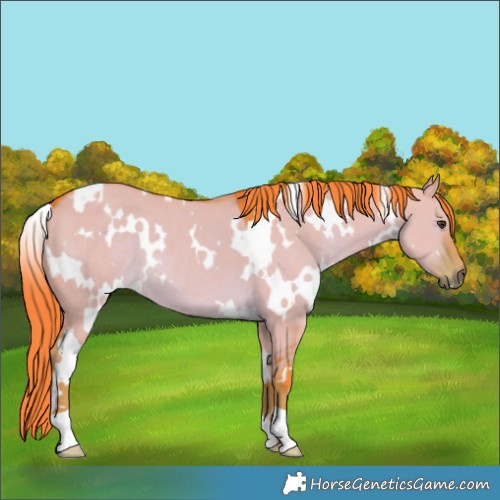 Horse Color:Watercolor White Spotted Liver Red Dun 