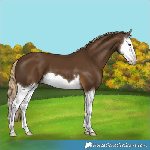 Horse Color:Chocolate Palomino Splash