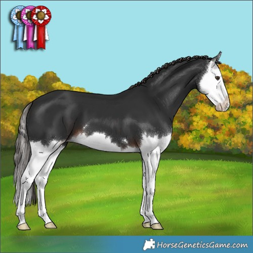 Horse Color:Liver Chestnut Splash