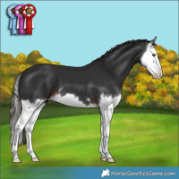 Horse Color:Liver Chestnut Splash 