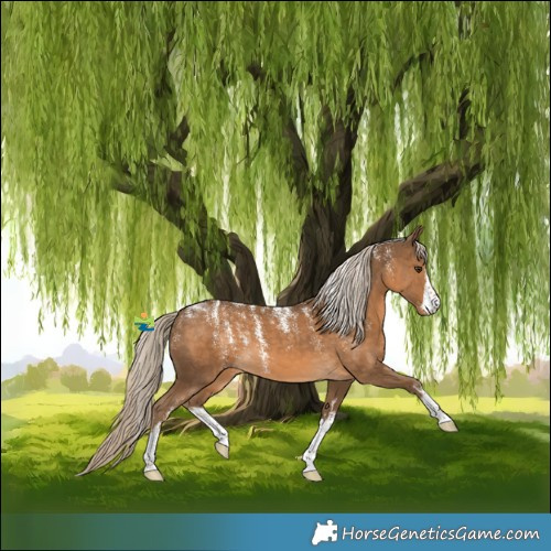 Horse Color:Powder White White Spotted Chocolate Palomino 