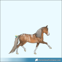 Horse Color:Powder White White Spotted Chocolate Palomino