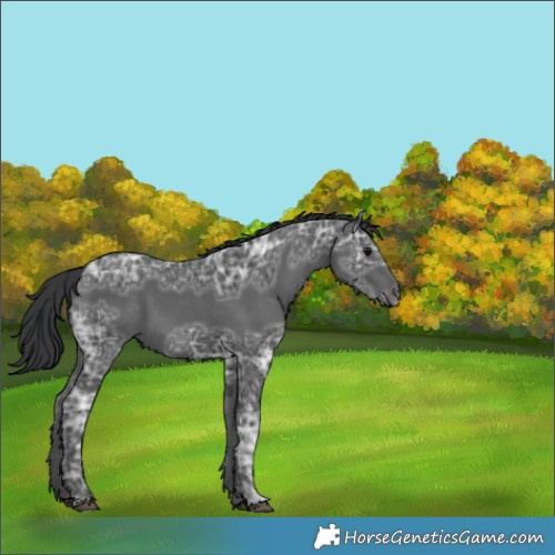Horse Color:Black Ice 