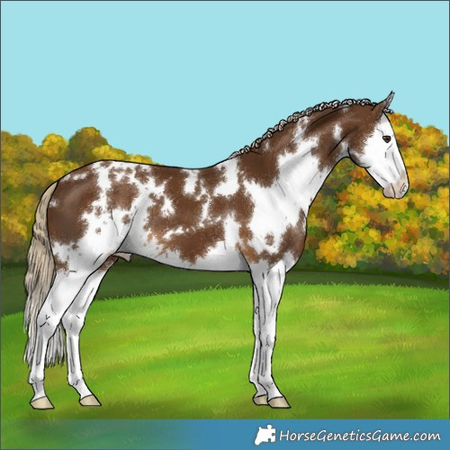 Horse Color:White Spotted Chocolate Palomino Splash 
